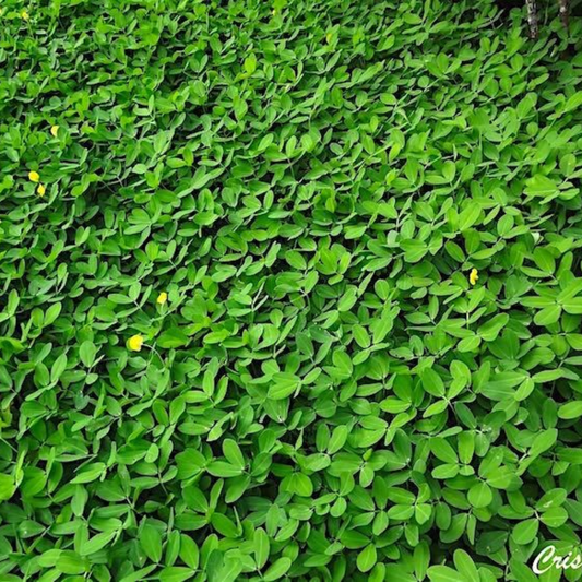 Césped Maní por Docena