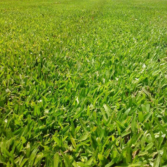 Césped Siempre verde m²