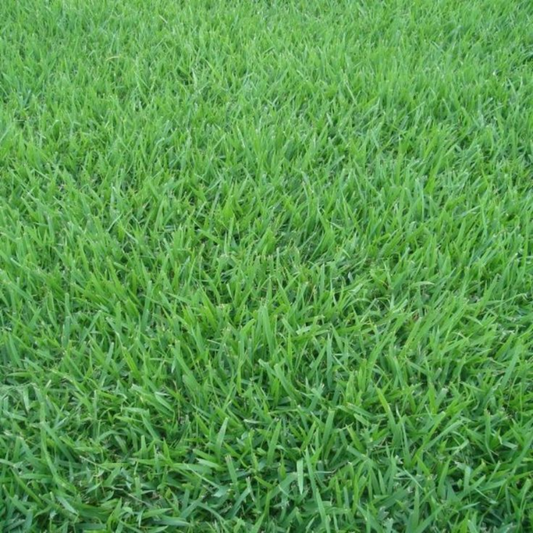 Césped Esmeralda m²